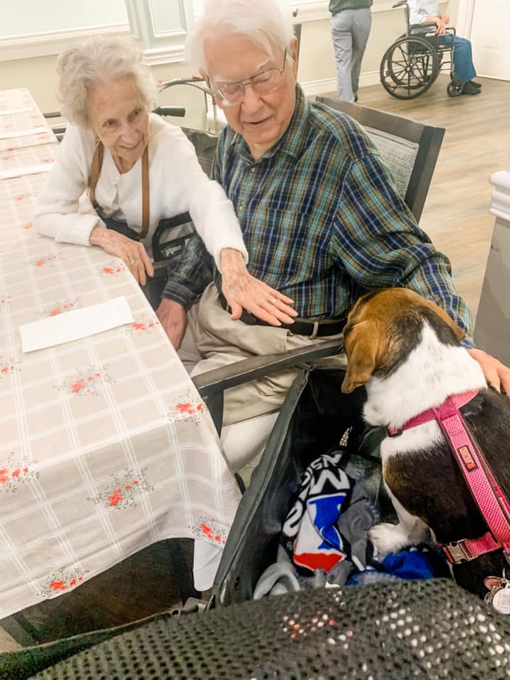 Man and Woman leaning to pet a therapy dog sitting on a chair