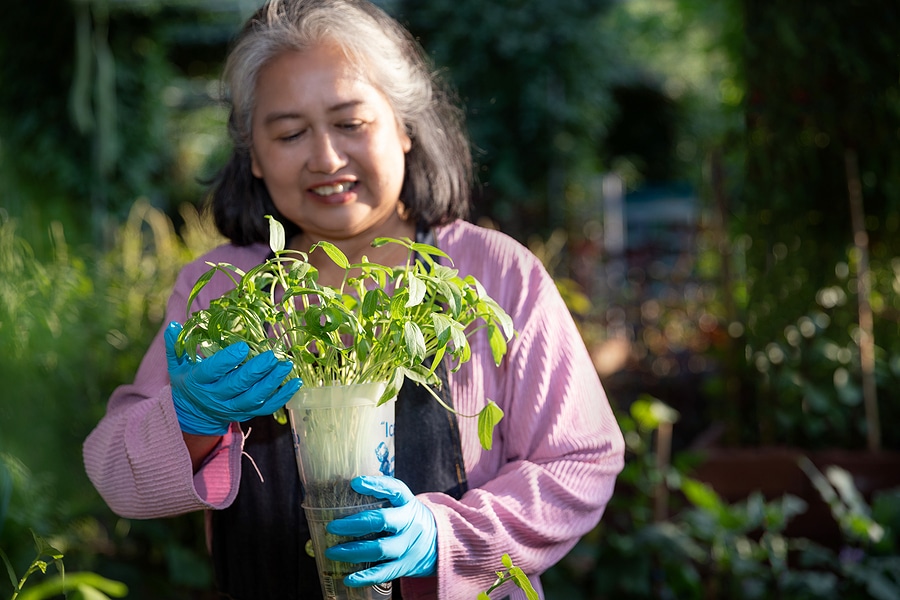 An older woman outside on a sunny day holds a potted plant ready to be transplanted into the ground.
