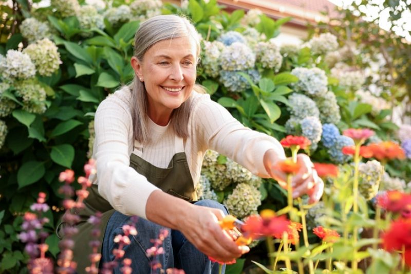 A senior woman is outside gardening, trimming some flowers
